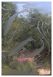Glass engraving of fish