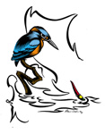 Kingfisher illustration